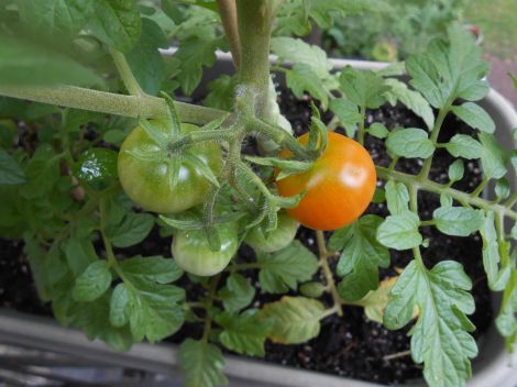 first tomato