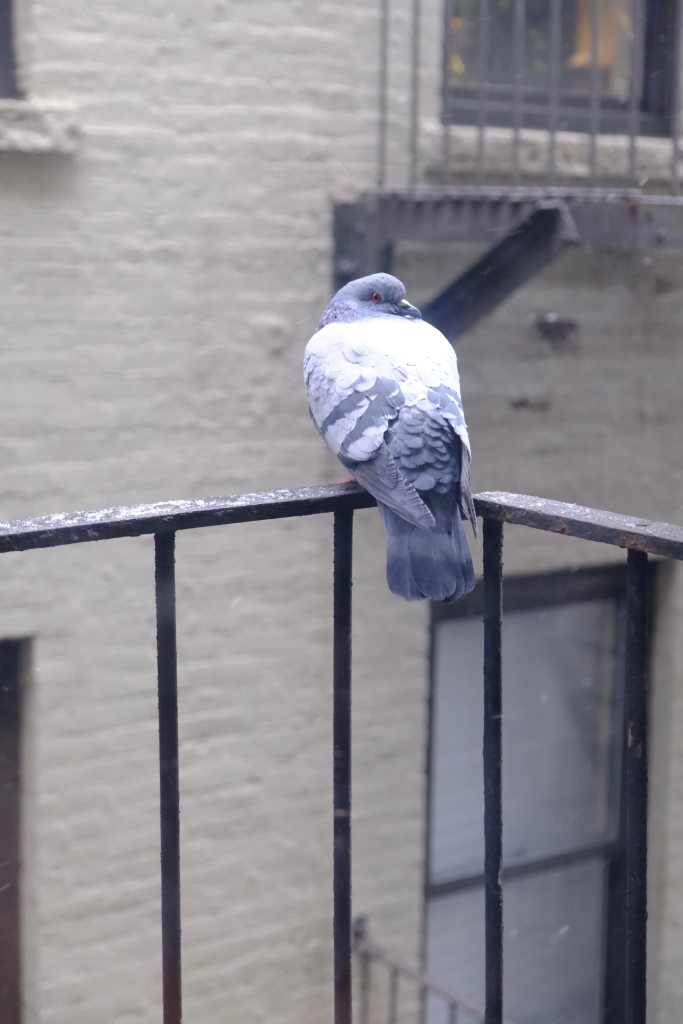 Photo of a gray, white, and lavender colored pigeon hunching slightly on a fire escape railing in light snow. He's looking back over his shoulder at me with a pointed look in his eye.
