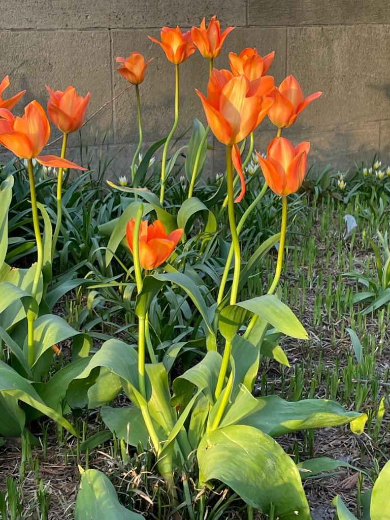 Photograph is of peach and orange colored tulips, lit up by evening light, against a gray stone wall.